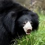 Apa Itu Sloth Bear